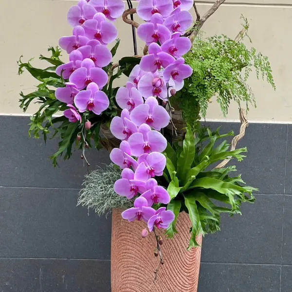 Lan Hồ Điệp Hồng tại Hải Phòng 17