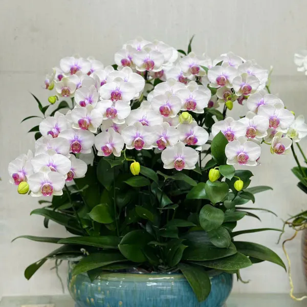 Lan Hồ Điệp Hồng tại Hải Phòng 19