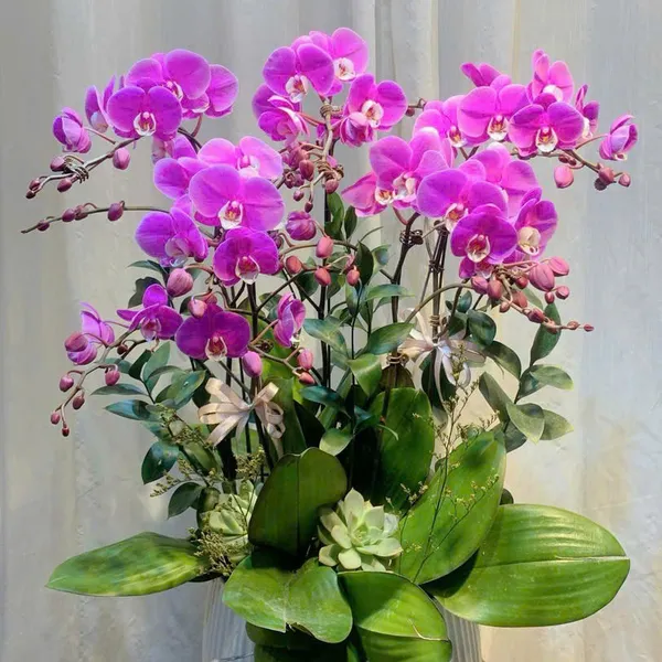 Lan Hồ Điệp Hồng tại Hải Phòng 21