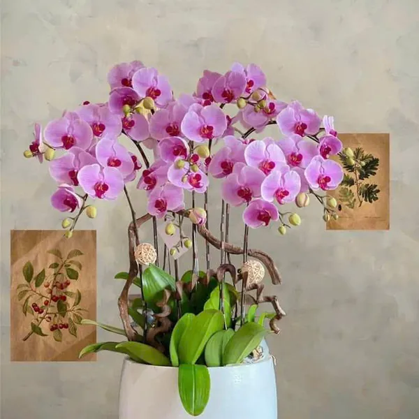 Lan Hồ Điệp Hồng tại Hải Phòng 23