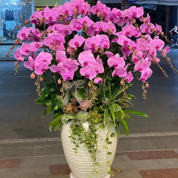 Lan Hồ Điệp Hồng tại Hải Phòng 24