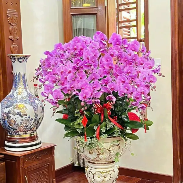 Lan Hồ Điệp Hồng tại Hải Phòng 25