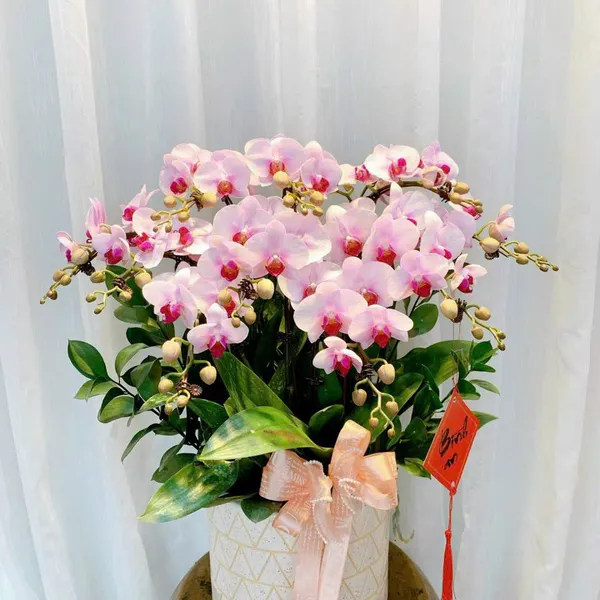 Lan Hồ Điệp Hồng tại Hải Phòng 26