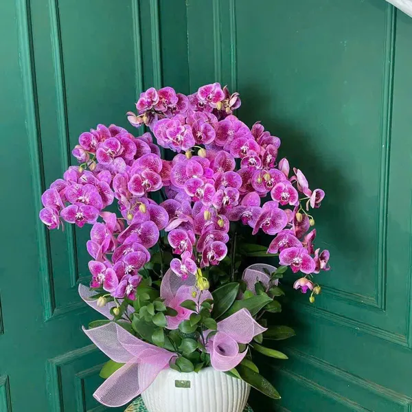 Lan Hồ Điệp Hồng tại Hải Phòng 27