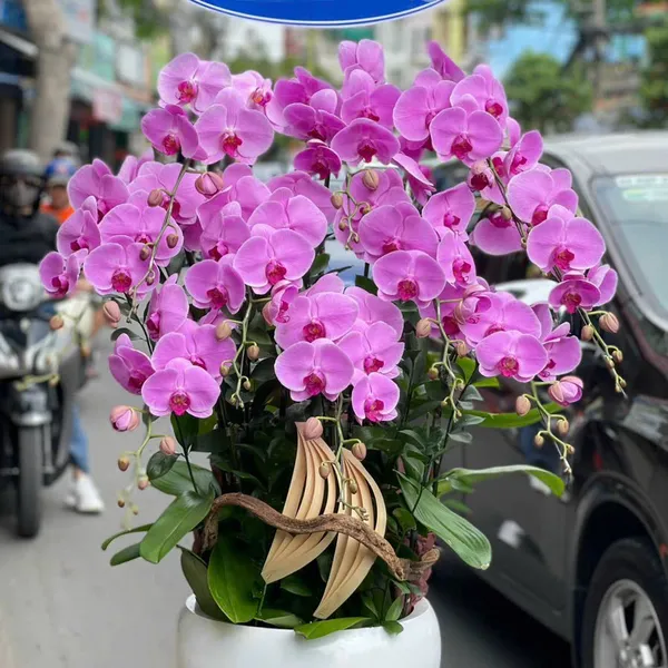 Lan Hồ Điệp Hồng tại Hải Phòng 29