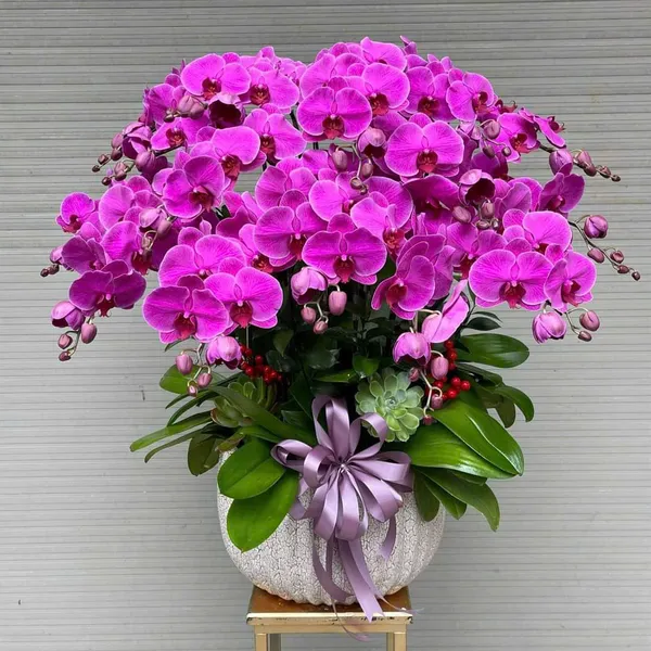 Lan Hồ Điệp Hồng tại Hải Phòng 31