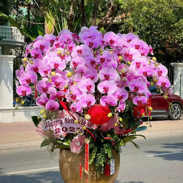 Lan Hồ Điệp Hồng tại Hải Phòng 33