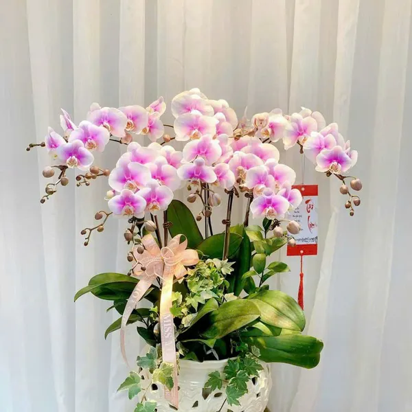 Lan Hồ Điệp Hồng tại Hải Phòng 34