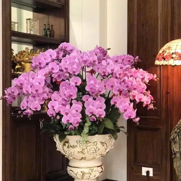 Lan Hồ Điệp Hồng tại Hải Phòng 35