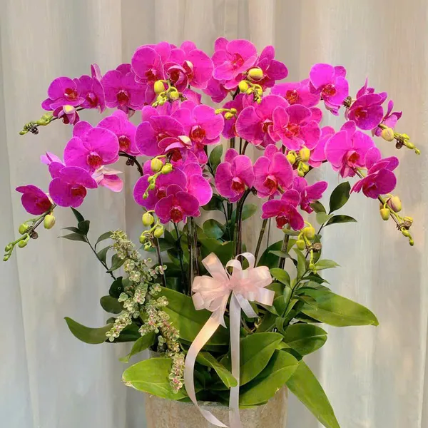 Lan Hồ Điệp Hồng tại Hải Phòng 38