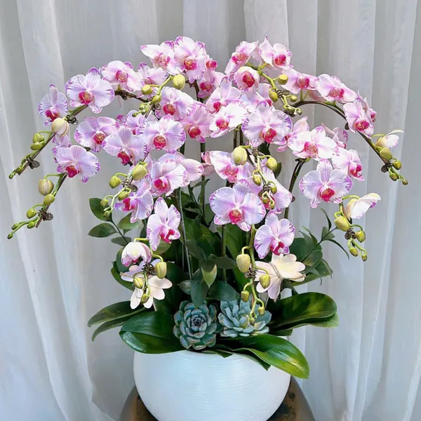Lan Hồ Điệp Hồng tại Hải Phòng 39