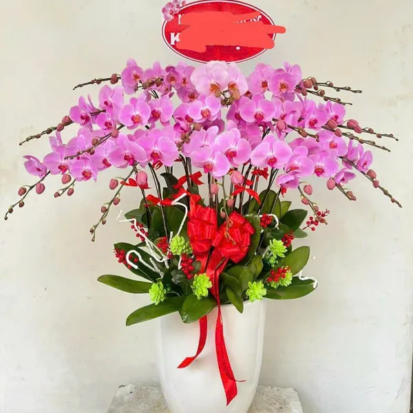 Lan Hồ Điệp Hồng tại Hải Phòng 41