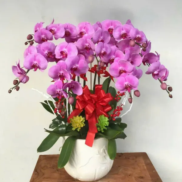 Lan Hồ Điệp Hồng tại Hải Phòng 44