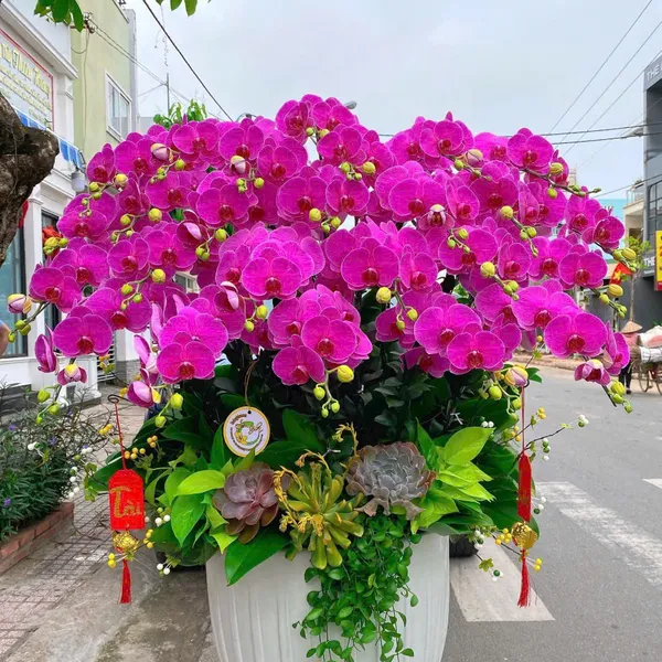Lan Hồ Điệp Tím tại Hải Phòng 02