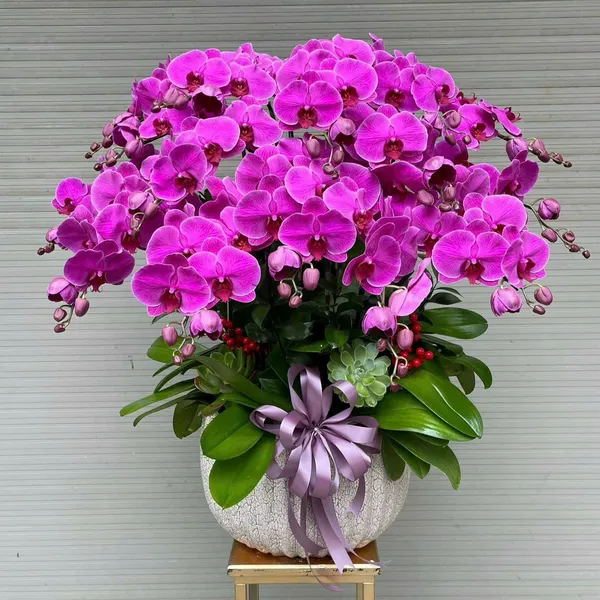 Lan Hồ Điệp Tím tại Hải Phòng 25