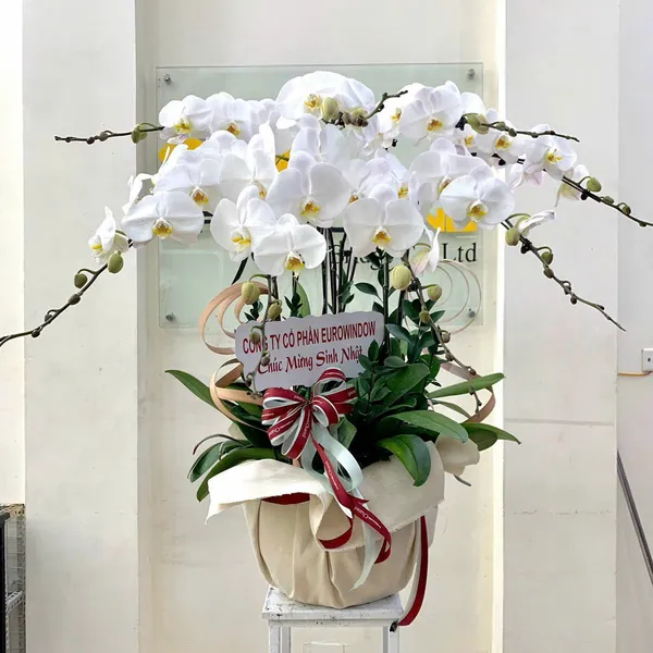 Lan Hồ Điệp Trắng Hải Phòng 17