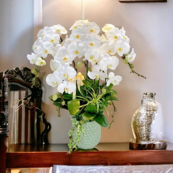 Lan Hồ Điệp Trắng Hải Phòng 18
