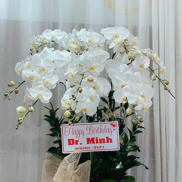 Lan Hồ Điệp Trắng Hải Phòng 27