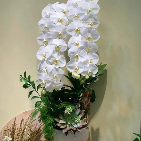 Lan Hồ Điệp Trắng Hải Phòng 30