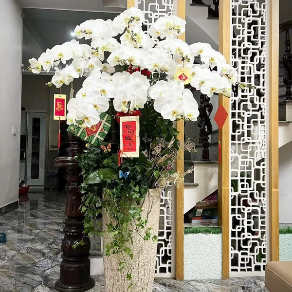 Lan Hồ Điệp Trắng Hải Phòng 31
