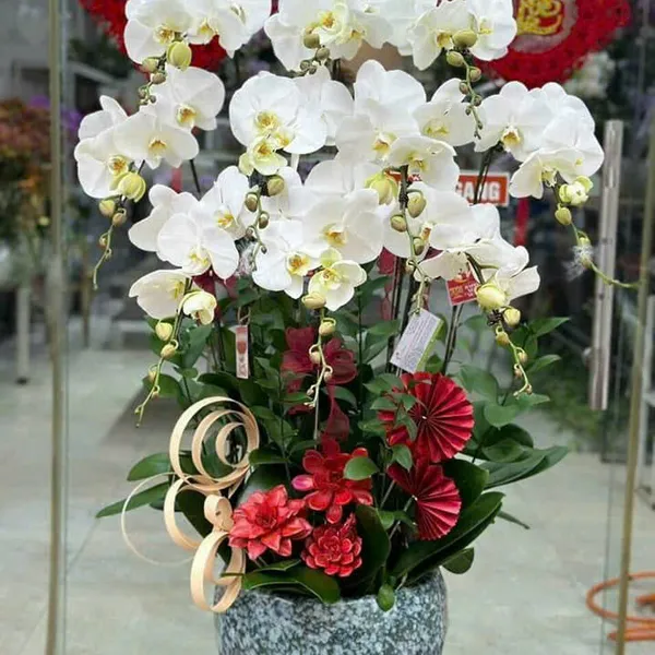 Lan Hồ Điệp Trắng Hải Phòng 37