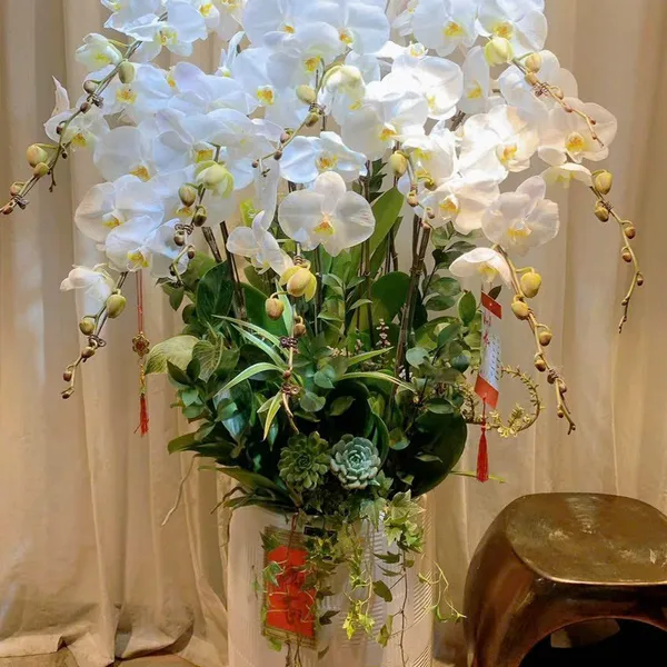 Lan Hồ Điệp Trắng Hải Phòng 38