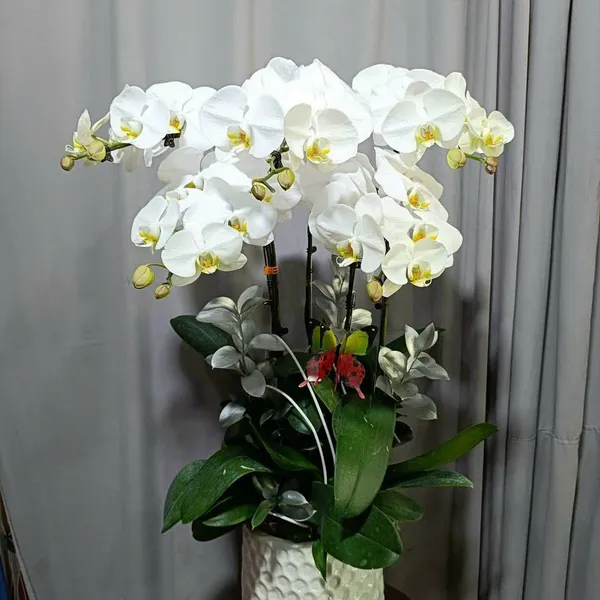 Lan Hồ Điệp Trắng Hải Phòng 40