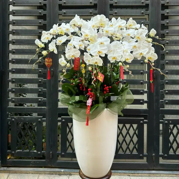 Lan Hồ Điệp Trắng Hải Phòng 42