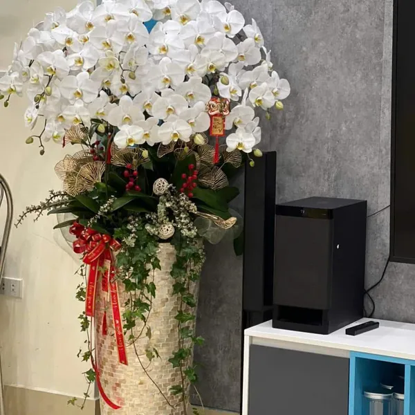 Lan Hồ Điệp Trắng Hải Phòng 44