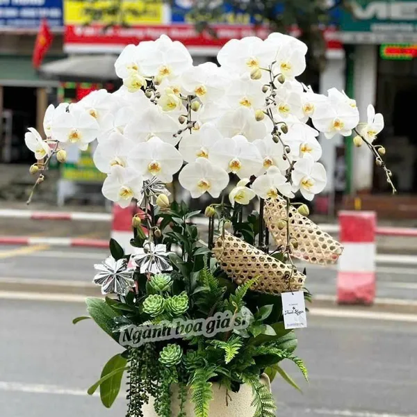 Lan Hồ Điệp Trắng Hải Phòng 48
