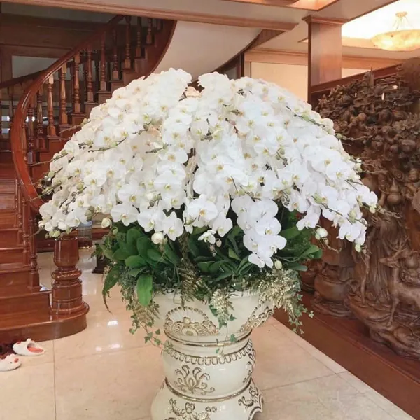 Lan Hồ Điệp Trắng Hải Phòng 50