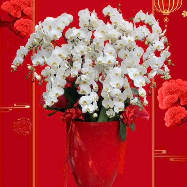 Lan Hồ Điệp Trắng Hải Phòng 51