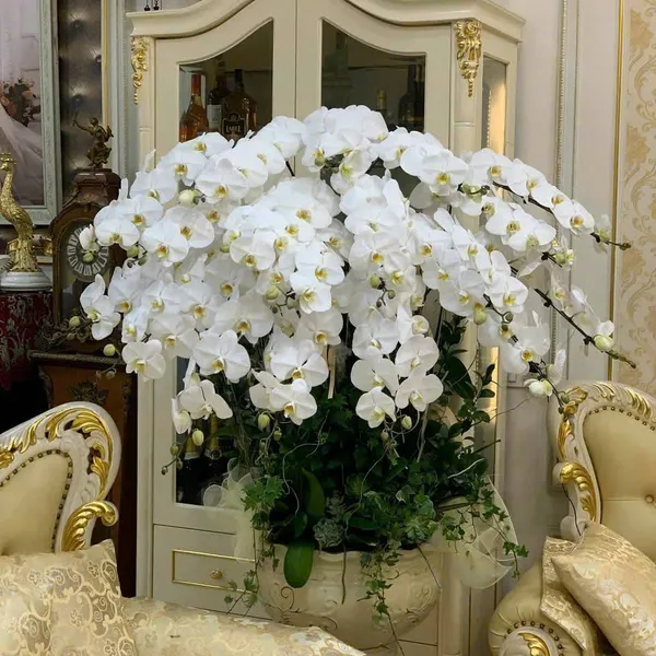 Lan Hồ Điệp Trắng Hải Phòng 54