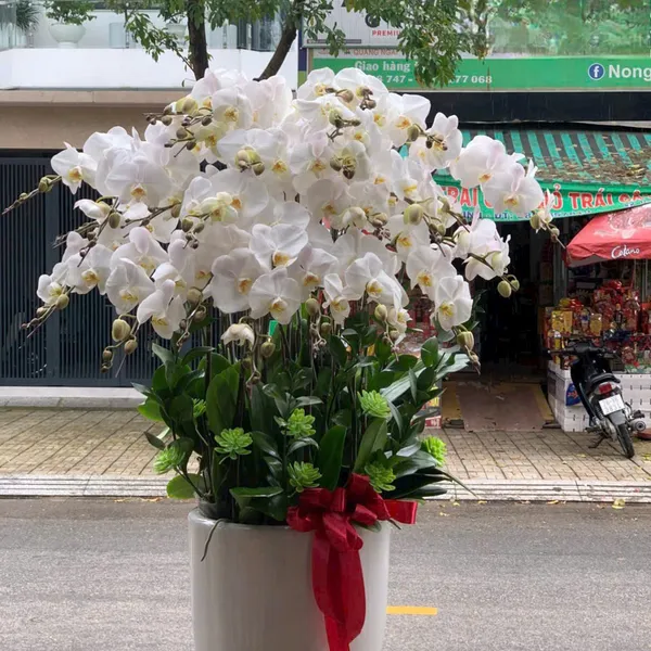 Lan Hồ Điệp Trắng Hải Phòng 55