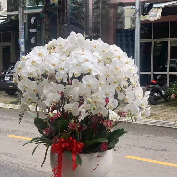 Lan Hồ Điệp Trắng Hải Phòng 56