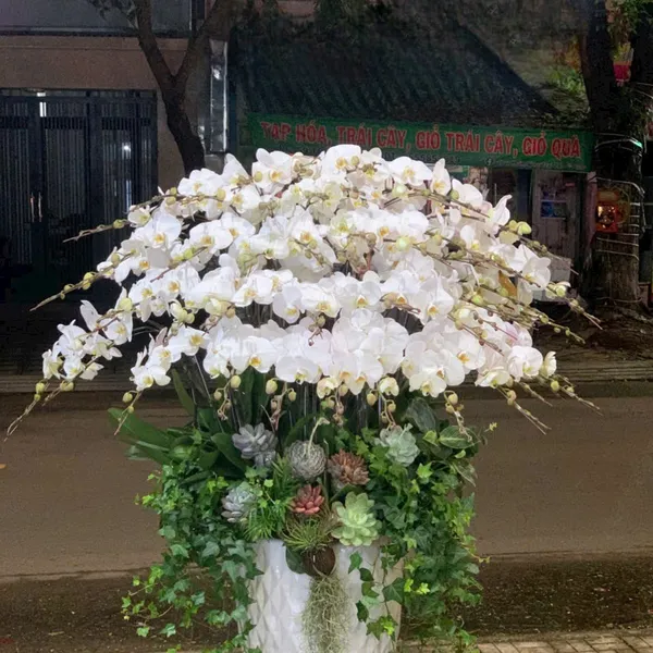 Lan Hồ Điệp Trắng Hải Phòng 57