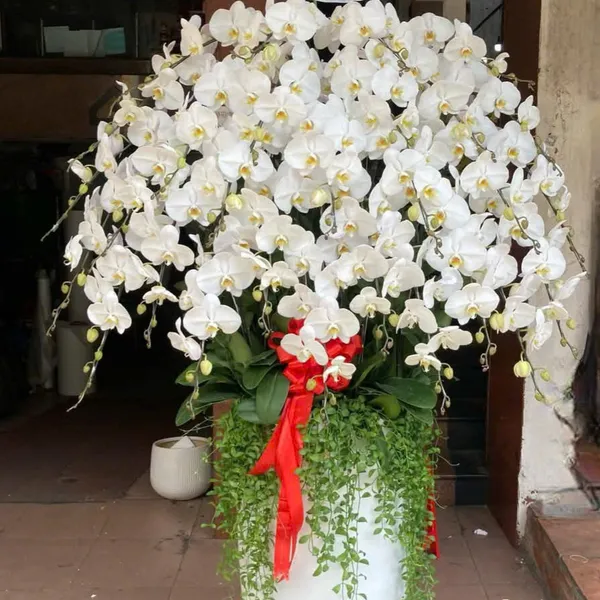 Lan Hồ Điệp Trắng Hải Phòng 60
