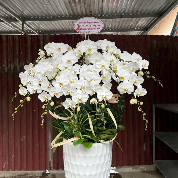 Lan Hồ Điệp Trắng Hải Phòng 64