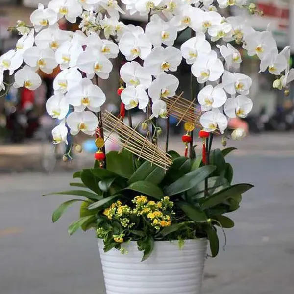 Lan Hồ Điệp Trắng Hải Phòng
