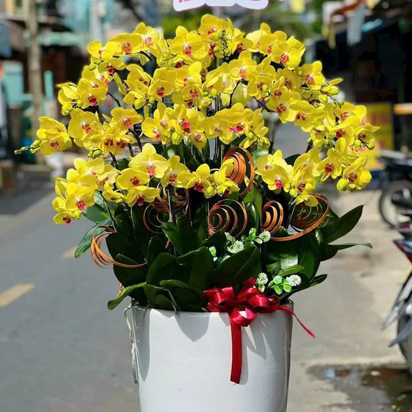 Lan Hồ Điệp Vàng tại Hải Phòng 19