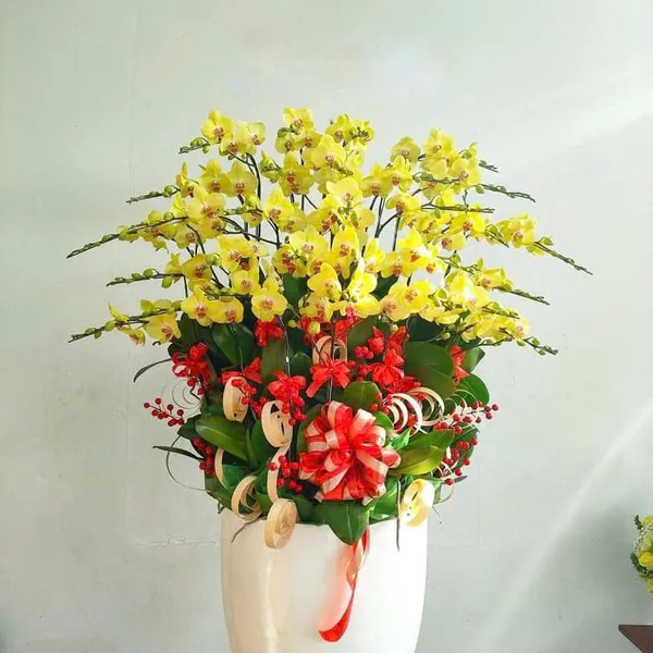 Lan Hồ Điệp Vàng tại Hải Phòng 28