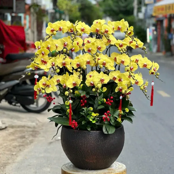 Lan Hồ Điệp Vàng tại Hải Phòng 30