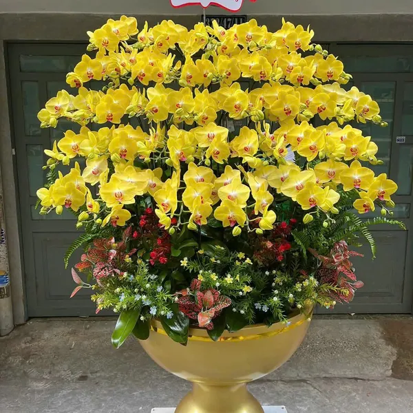 Lan Hồ Điệp Vàng tại Hải Phòng 32