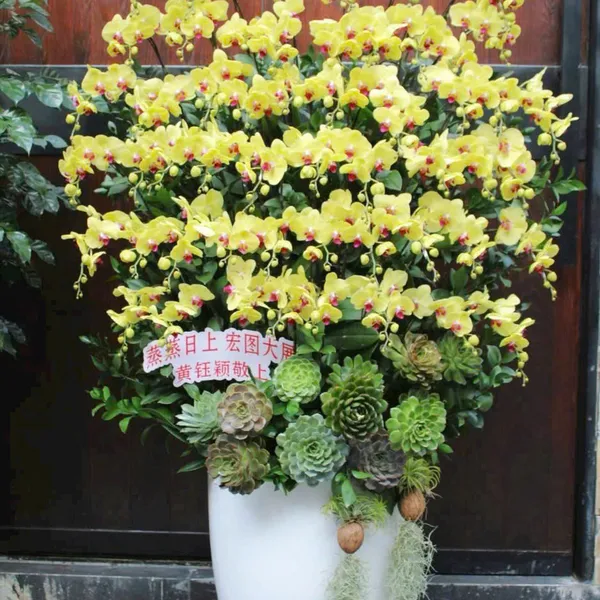Lan Hồ Điệp Vàng tại Hải Phòng 34