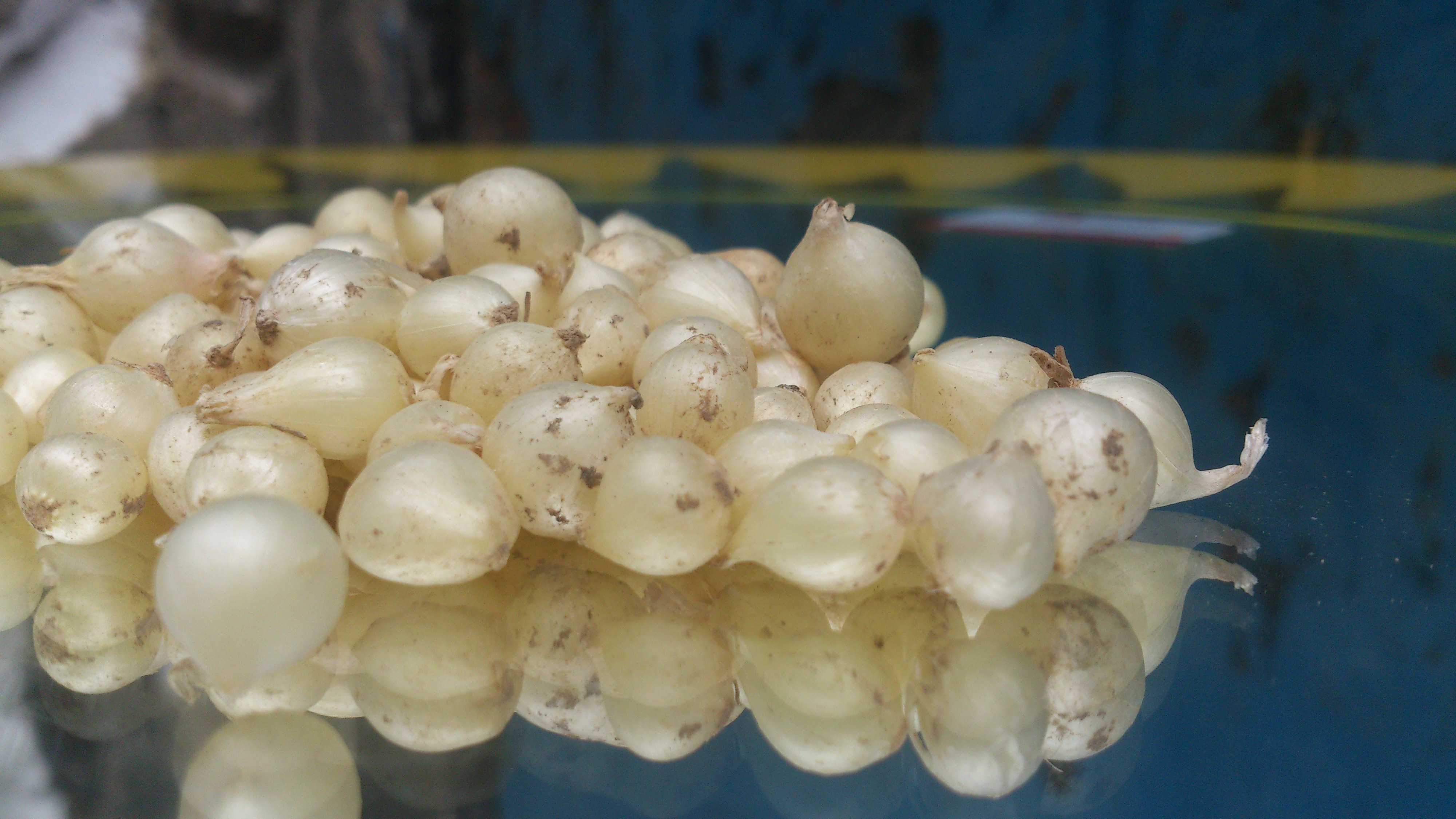 Củ nén Quảng Ngãi