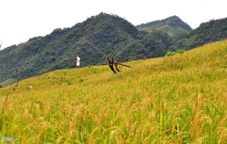 Lúa trên núi Cà Đam