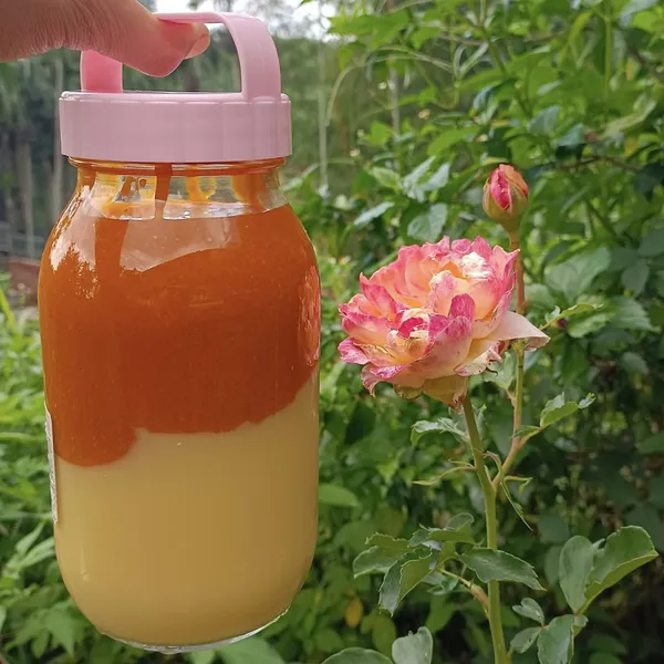 Sữa ong chúa trộn mật ong rừng