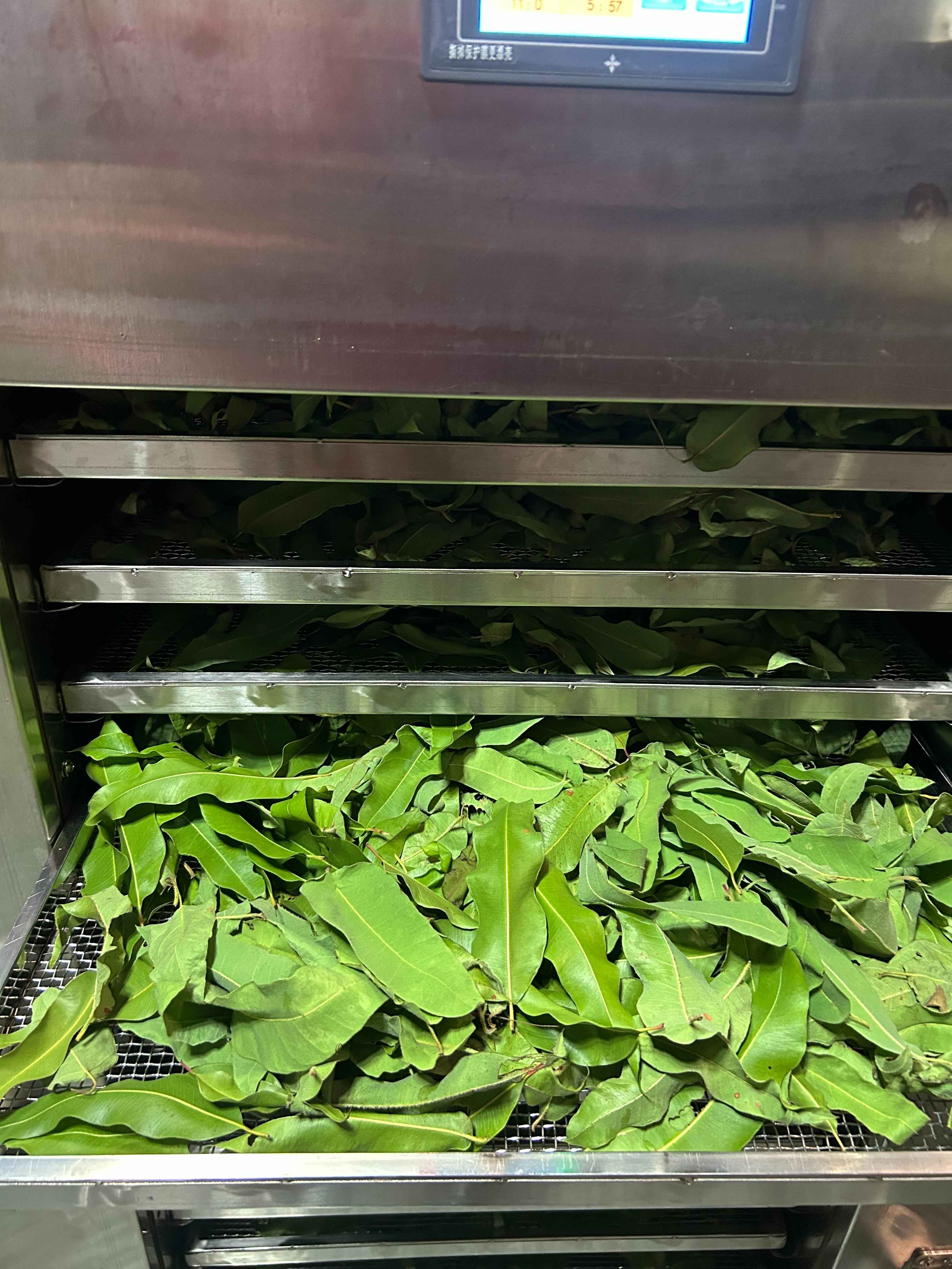 khay sấy lá bạch đàn chanh nhang an tâm