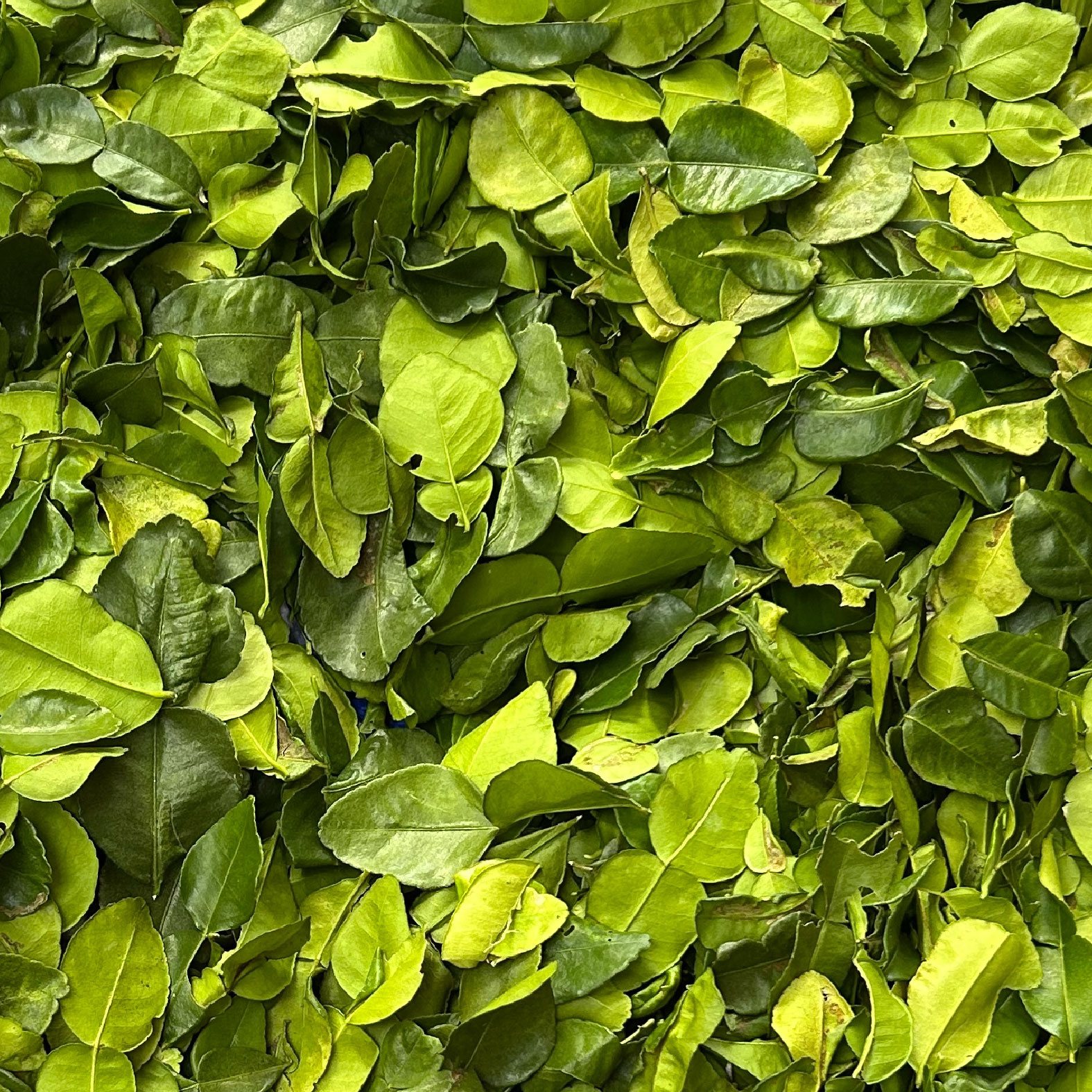 TUYỂN CHỌN NGUYÊN LIỆU