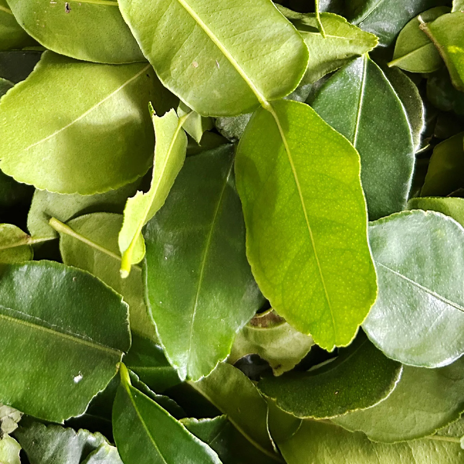 ĐẶC SẢN AN GIANG